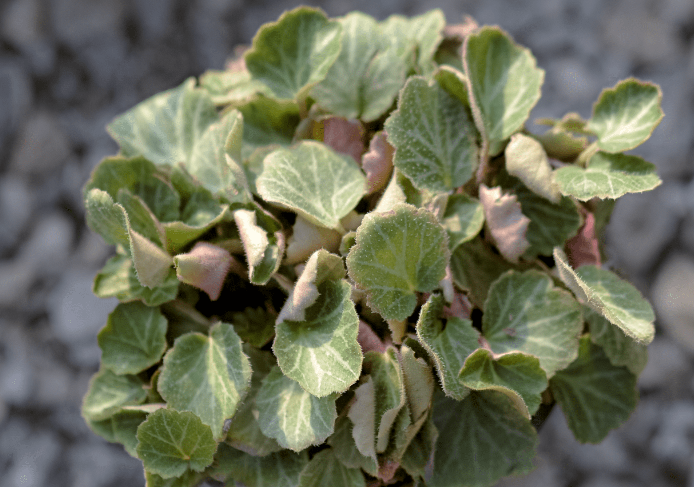 Strawberry Begonia - Saxifraga Stolonifera